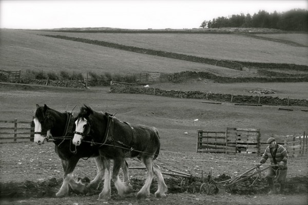 Farmer ploughing with horses for NY8161