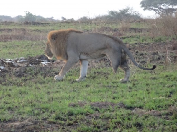 Abraham, the 3 legged lion.