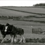 Farmer ploughing with horses for NY8161
